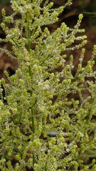 Iresine diffusa image