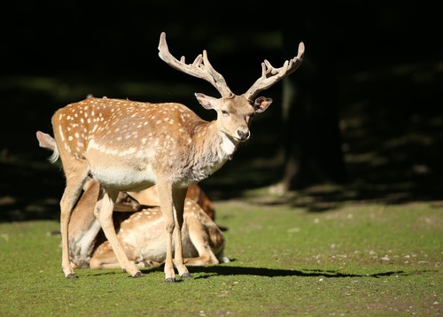Mesopotamian fallow deer
