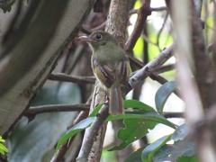 Rhynchocyclus olivaceus