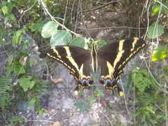 Heraclides machaonides