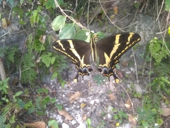 Heraclides machaonides