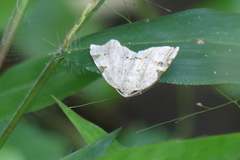 Achrosis