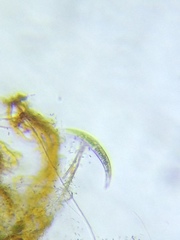 Closterium lunula