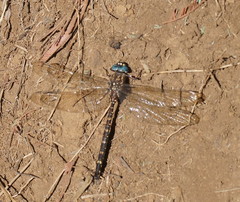 Austroaeschna multipunctata