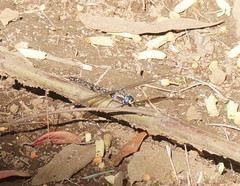Austroaeschna multipunctata