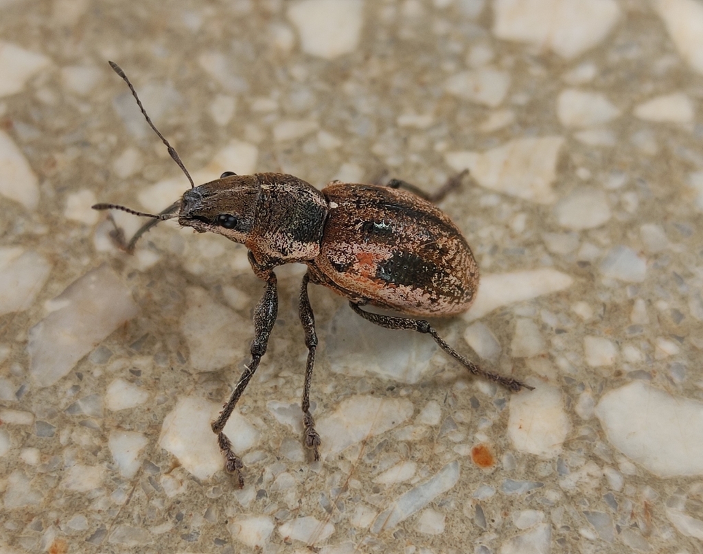 Teratopactus nodicollis