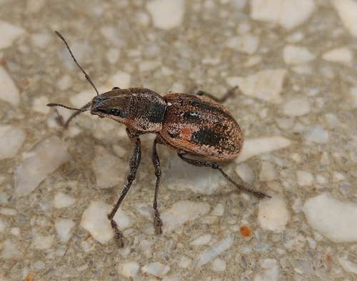 Teratopactus nodicollis