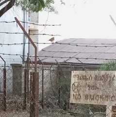 Zosterops abyssinicus