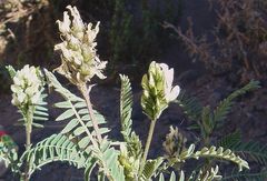 Astragalus garbancillo