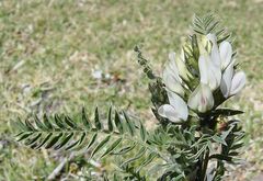 Astragalus garbancillo