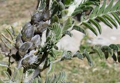 Astragalus garbancillo