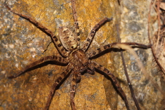 Heteropoda amphora