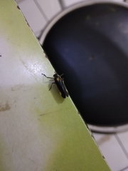 Callitettix costalis