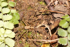 Heteropoda amphora