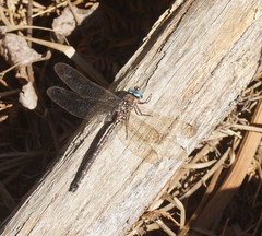 Austroaeschna multipunctata
