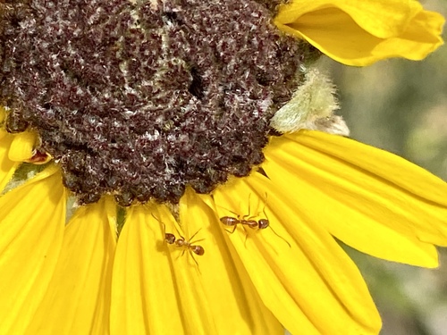 iNaturalist observation photo of Argentine Ant