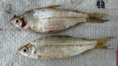 Steindachnerina brevipinna