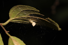 Chrysso lingchuanensis