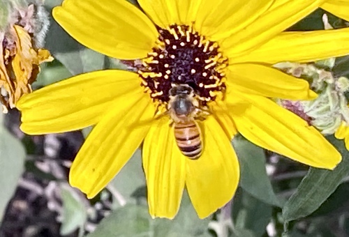 iNaturalist observation photo of Western Honey Bee