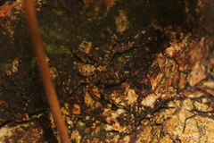 Heteropoda amphora