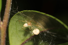 Chrysso lingchuanensis