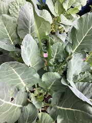 Brassica oleracea viridis