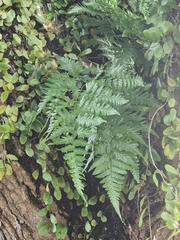 Davallia denticulata