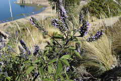 Otholobium pubescens