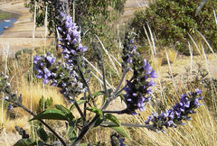 Otholobium pubescens