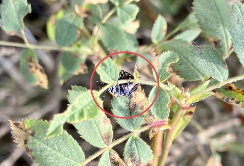 iNaturalist observation photo of Harlequin Bug
