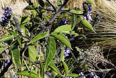 Otholobium pubescens