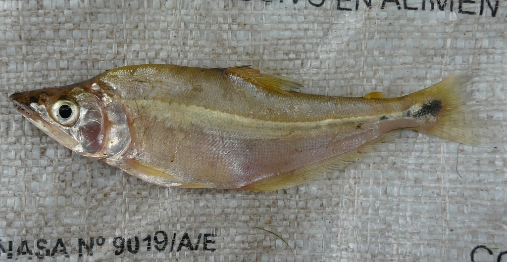 Glass dogtooth tetra (Galeocharax humeralis) — Characidae