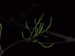 Gnetum luofuense