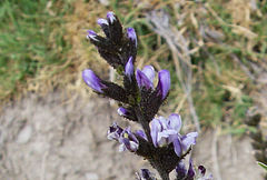 Otholobium pubescens