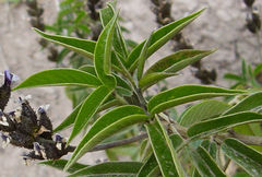 Otholobium pubescens