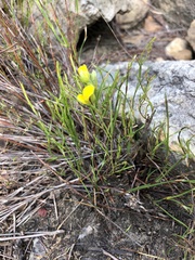 Argyrolobium filiforme