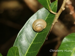 Acusta toyenmongaiensis