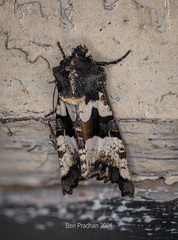 Phlogophora albovittata