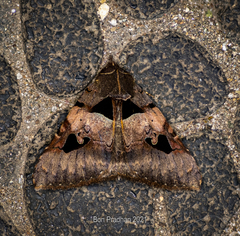 Avatha bubo