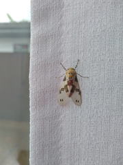 Idalus
