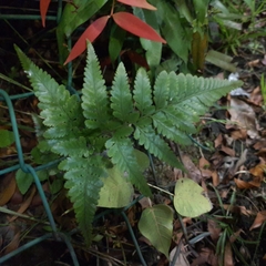 Davallia denticulata