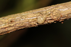 Phycosoma digitula