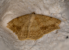 Luxiaria emphatica