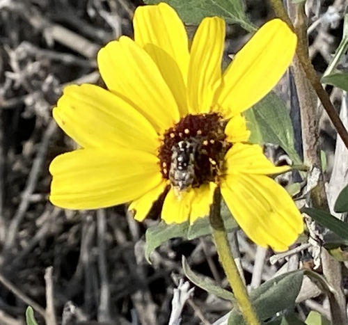 iNaturalist observation photo of Copestylum marginatum