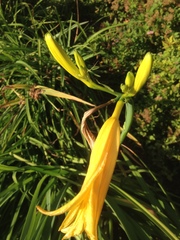 Hemerocallis citrina