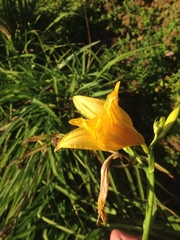 Hemerocallis citrina