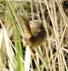 Prinia inornata