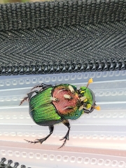 Phanaeus difformis