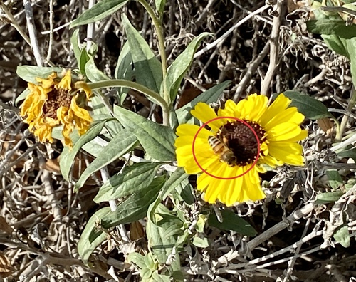 iNaturalist observation photo of Western Honey Bee