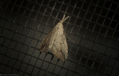 Trigonistis demonias